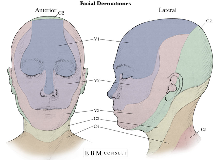 Dermatomes Face Image