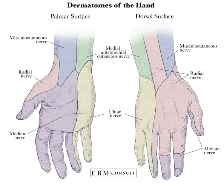 Hand Dermatomes Image