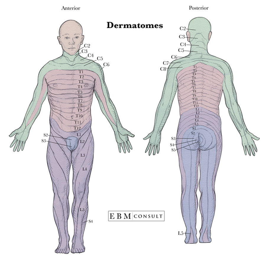 Dermatomes Full Body Anatomy Image