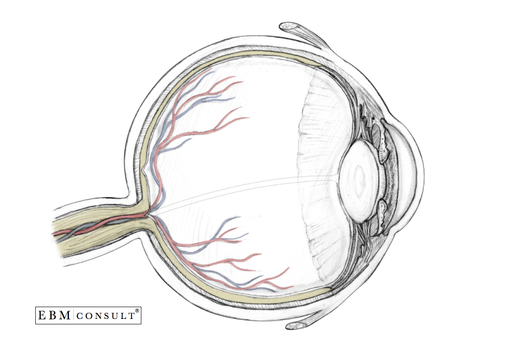 Eyeball Anatomy Sagittal View - EBM Consult