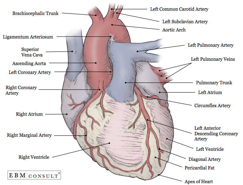 Heart Anatomy Anterior View Image