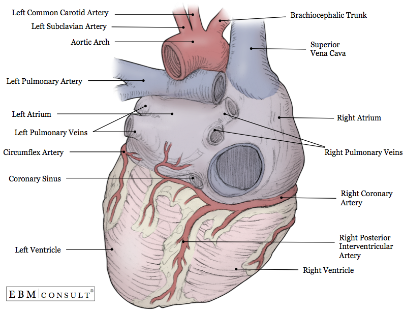 Heart Anatomy Posterior View Image