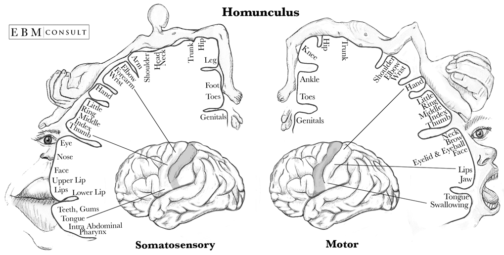 Homunculus Sensory & Motor Image