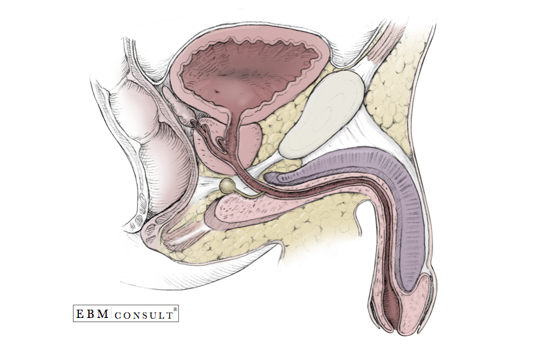 Male Anatomy Penis 77