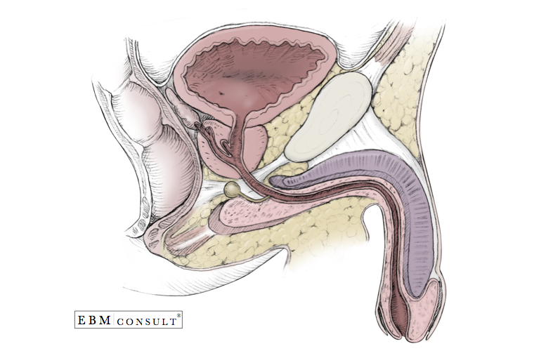 Male Anatomy Sagital View EBM Consult