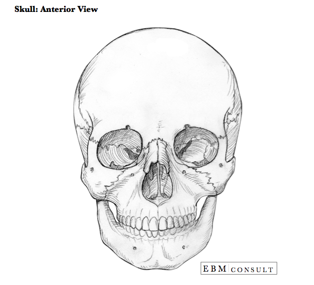 Skull Anatomy Image