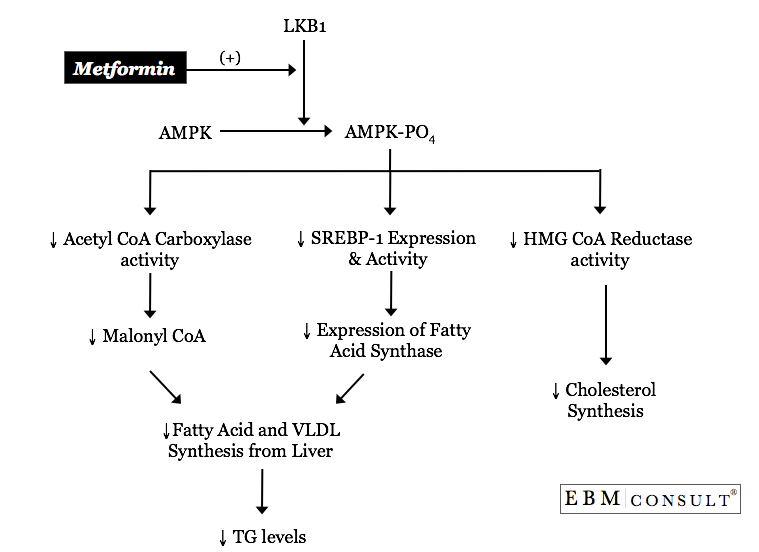 Metfomin Mechanism for Lipid Lowering Effects
