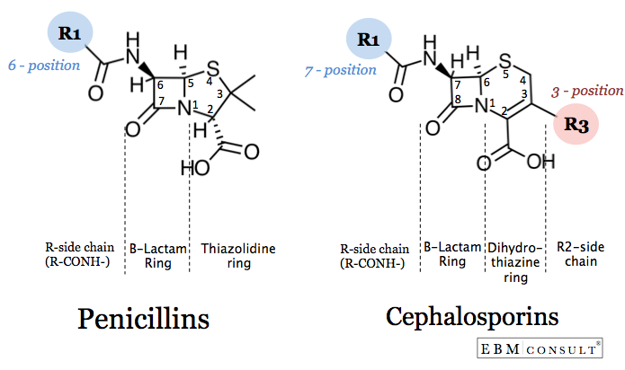 Penicillin vs Cephalsporin Antibiotic Structure Image