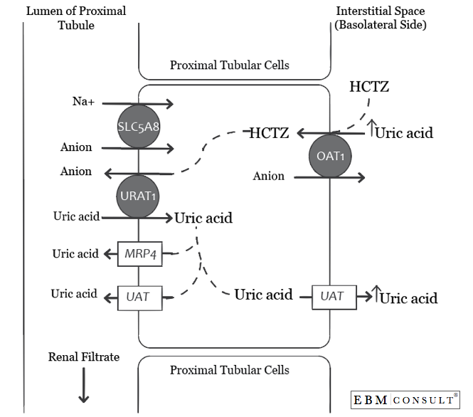 Allopurinol Role Uric Acid Hypertension Diet