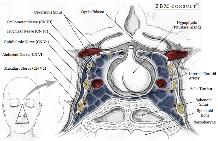 Cavernous sinus: anatomy, location, contents, drainage