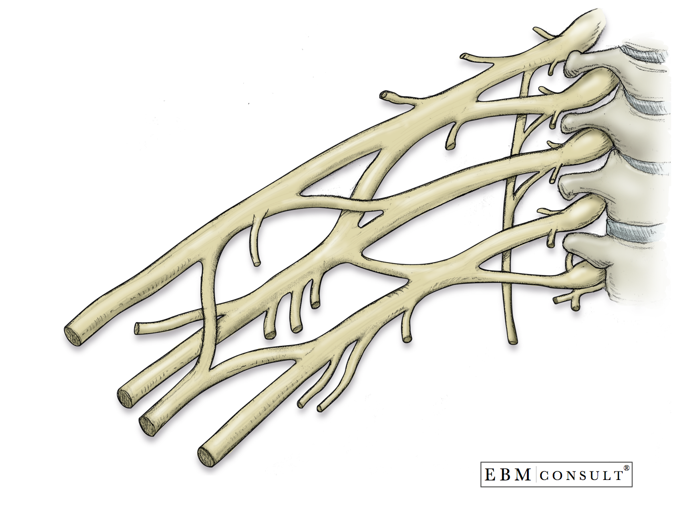 Brachial Plexus Anatomy