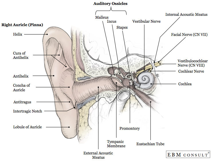 Ear Anatomy Image