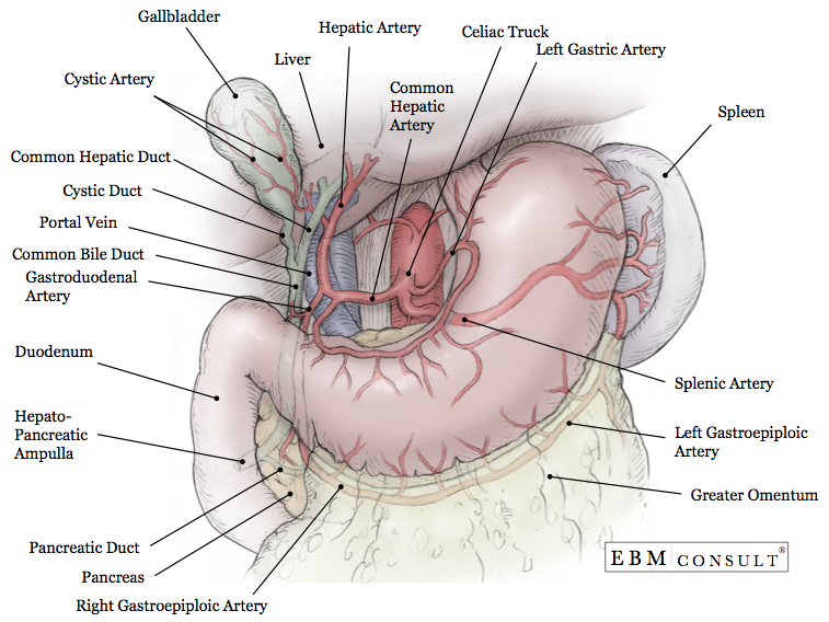 Liver Gallbladder Stomach Anatomy Image