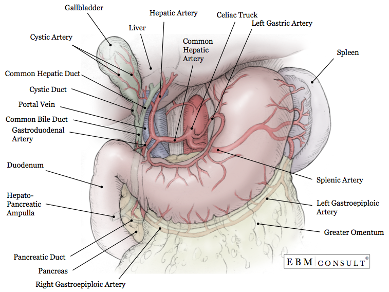 the human gallbladder