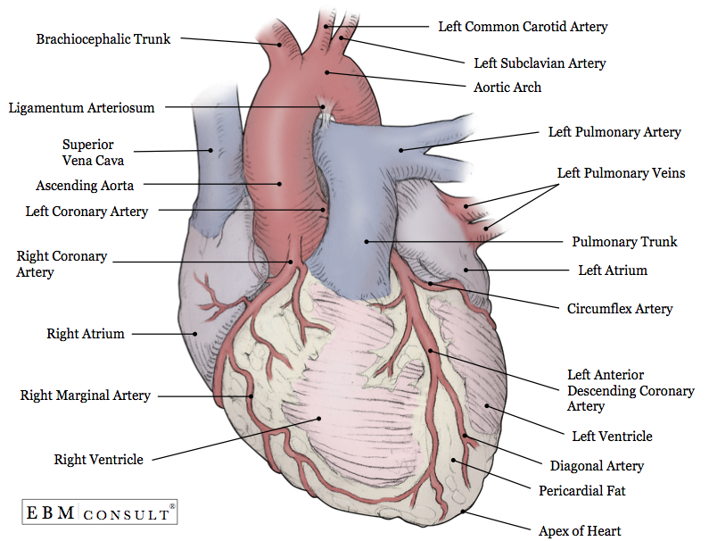 heart anatomy posterior