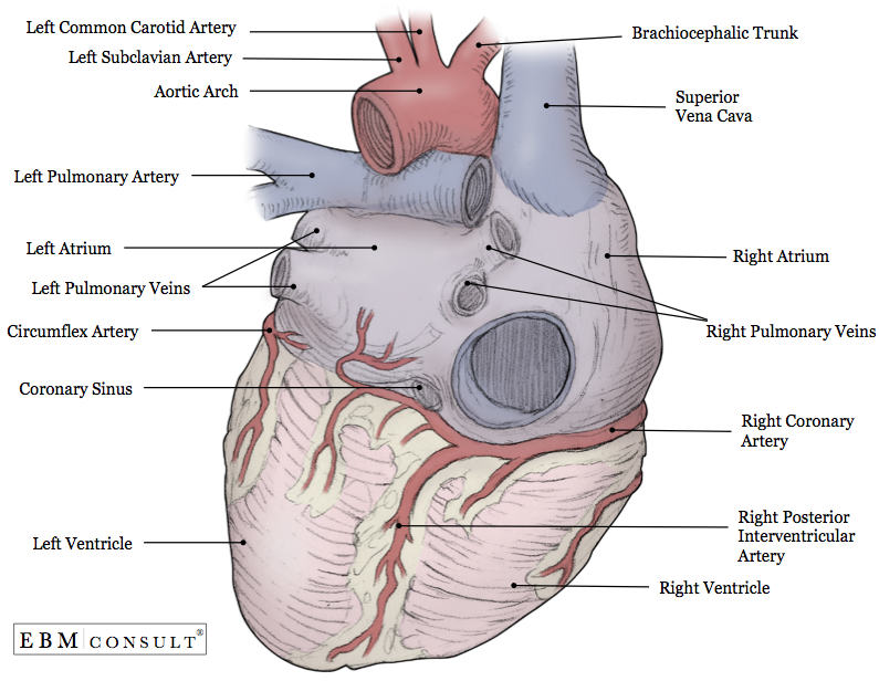 heart anatomy posterior