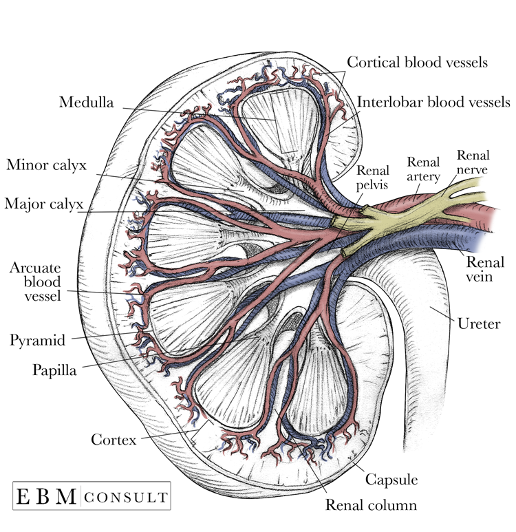 Kidney Anatomy Cross Section Image