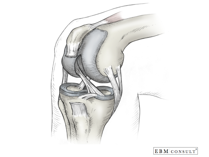 Knee Bone and Ligament Anatomy
