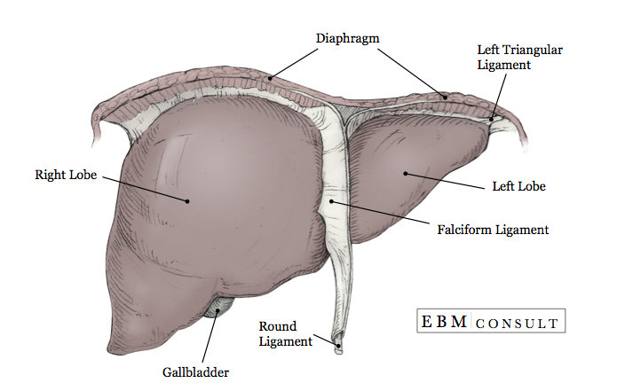 Liver Anatomy Anterior View Image