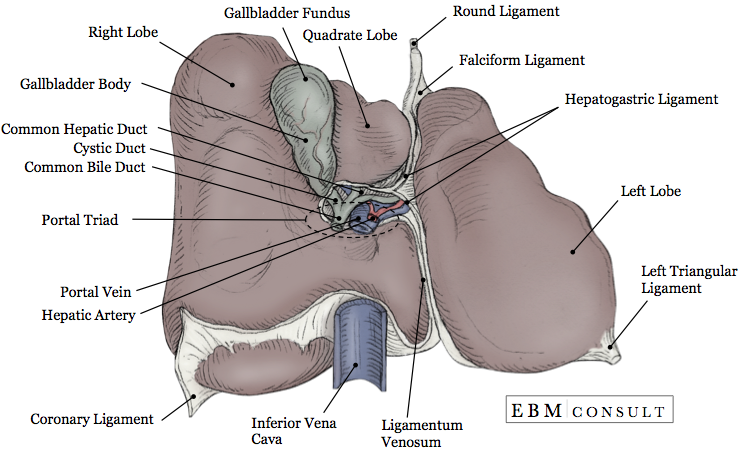 Liver Anatomy Inferior View Image