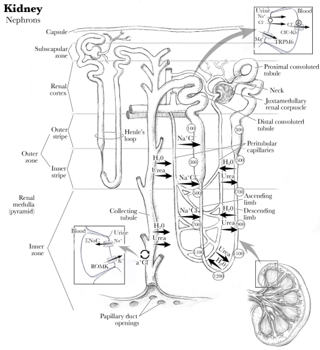 Anatomy Kidney, Renal Artery, Renal Vein and Ureter
