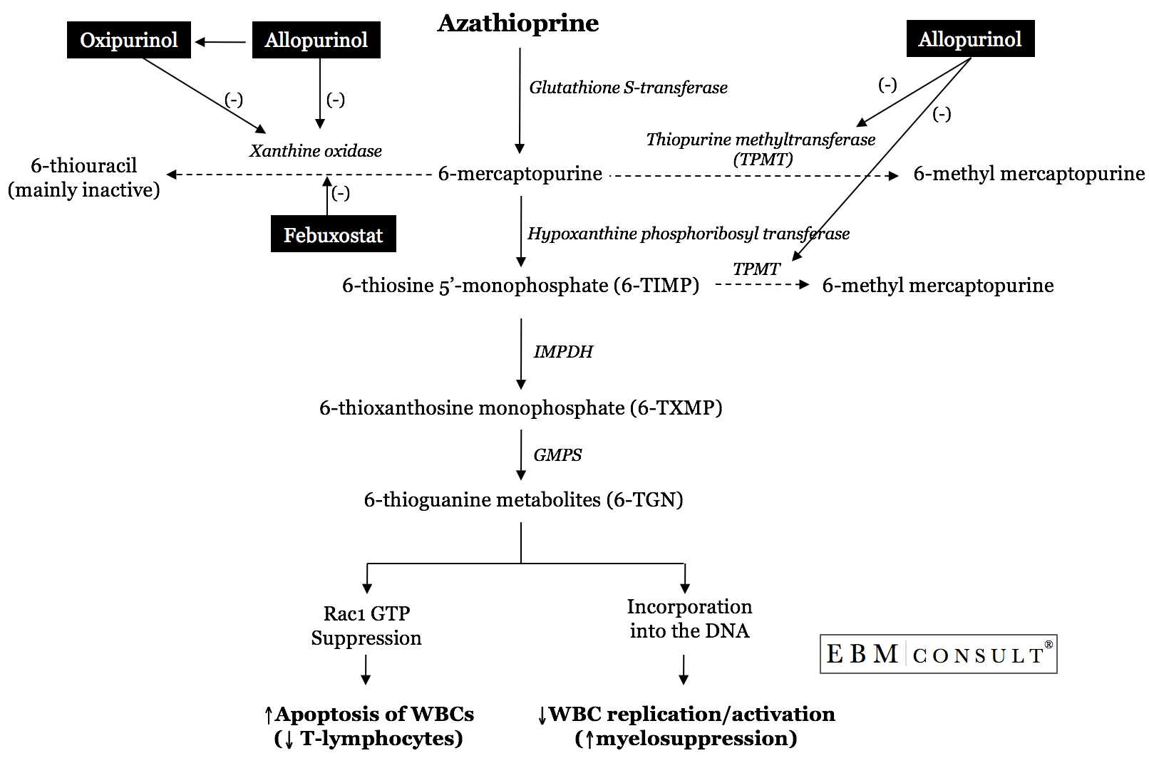 Allopurinol Azathioprine Drug Interaction Neutropenia Risk