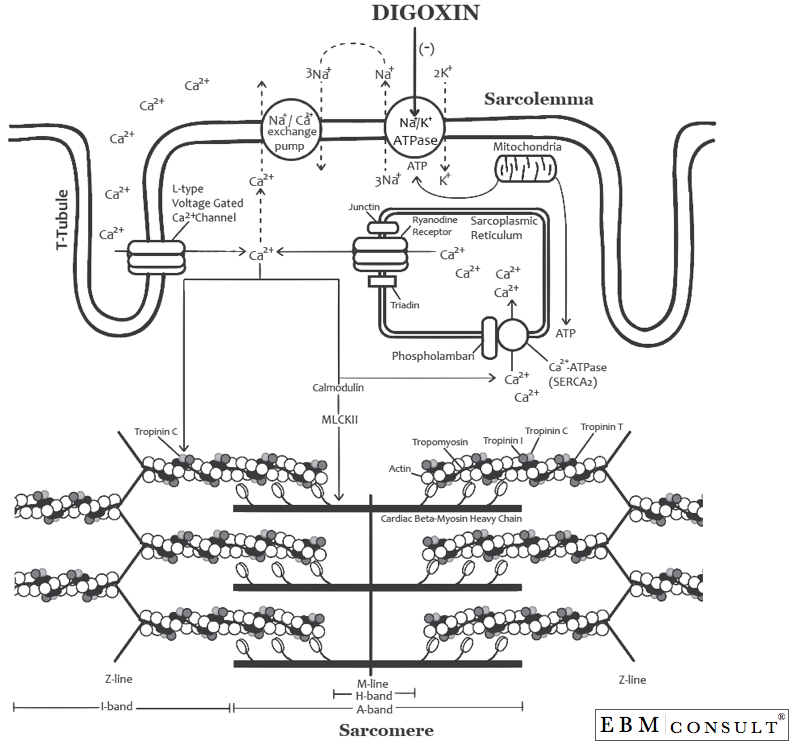 Digoxin Mechanism of Action on Na/K ATPase Pump and Inotropy