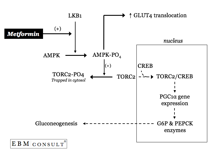 Metformins Mechanism of Action on Hepatogluconeogenesis