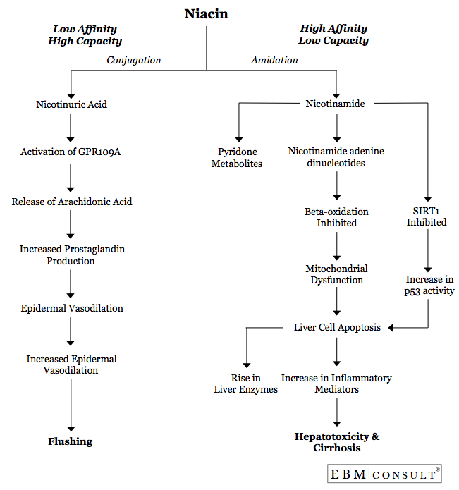 Niacin (Niaspan) Metabolism Flushing Hepatotoxicity Image